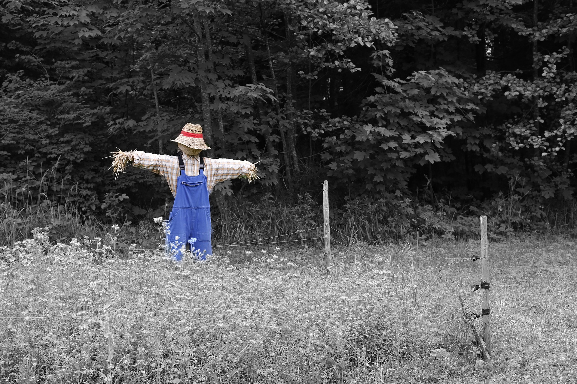 scarecrow-670720_1920.jpg (971 KB)